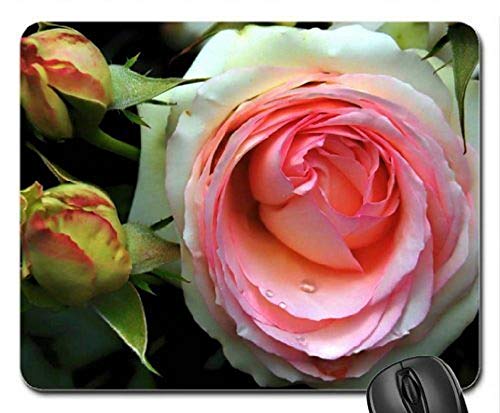 Yanteng (Precisión Cosida) Alfombrilla para ratón Alfombrilla para ratón para Juegos Alfombrilla para ratón Rose y Buds, Mousepad (Alfombrilla para ratón Rose)