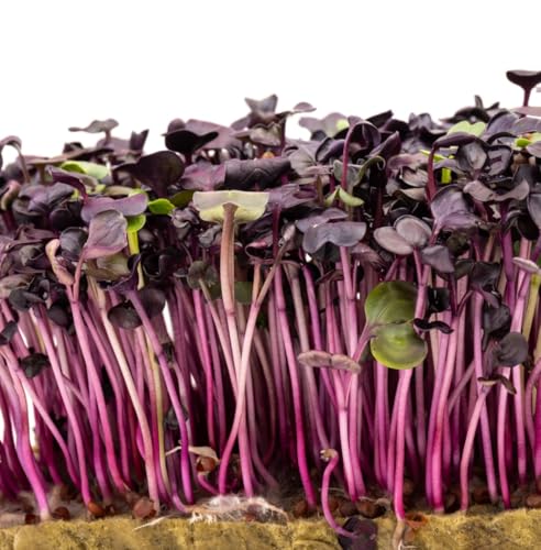 PREMIER SEEDS DIRECT - MICROGREEN SEEDS - RADISH RAMBO - 400 GRAM