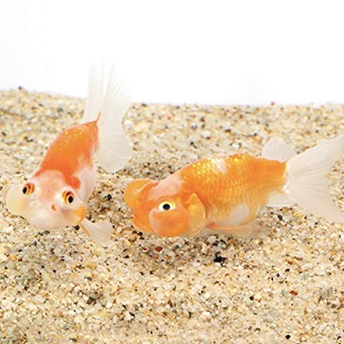 TORIMATE(トーリーメイト) 埼玉 水泡眼 1匹