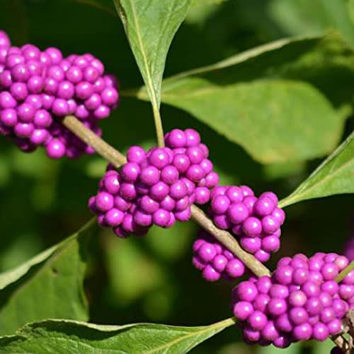 Fruit Seeds For Planting American Beautyberry Seeds 40 Pcs Non-Gmo Organic French Mulberry Callicarpa Americana Shrub Bush Tree Seed Attract Pollinators Easy Grow #TOP6