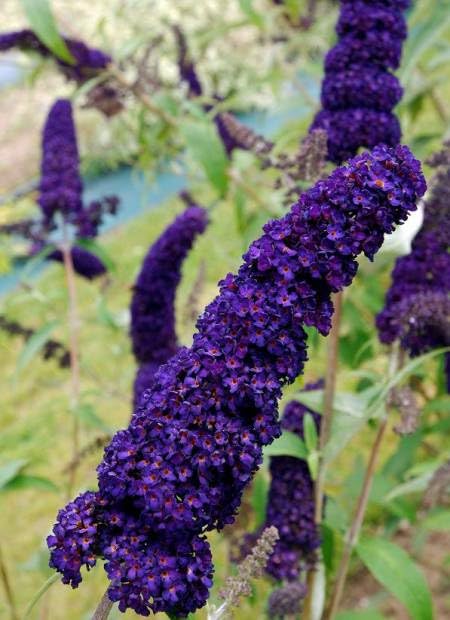 Buddleja davidii Black Knight | Plug Plant | Butterfly Bush