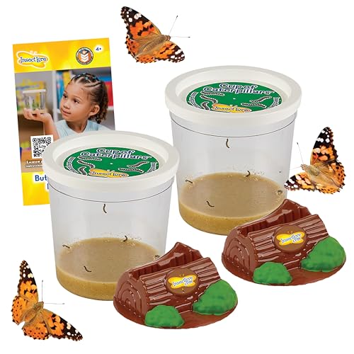 Insect Lore Two Cups of Live Caterpillars | Painted Lady Butterflies | Includes 2 Chrysalis Holding Logs | 10 Live Baby Caterpillars | Refill for Habitats and Kits