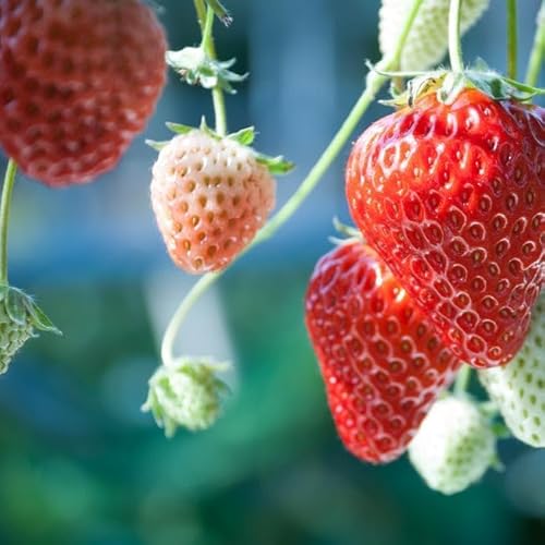 David's Garden Seeds Fruit Strawberry Alexandria 100 Non-GMO, Heirloom Seeds David's Garden Seeds Fruit Strawberry Alexandria 100 Non-GMO, Heirloom Seeds