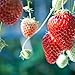 David's Garden Seeds Fruit Strawberry Alexandria D697A (Red) 500 Open Pollinated Seeds