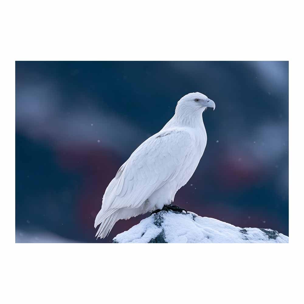Peinture murale d'aigles blanches de snowys impression sur toile - 7