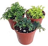 3 Club Moss Plants - Selaginella - Terrariums, Fairy Gardens - 2' Pots