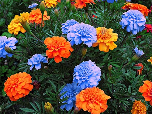 Image of NooElec Seeds India Marigold Mix Flower Seeds (200+ Pack) - Vibrant Colors, Year-Round Blooms