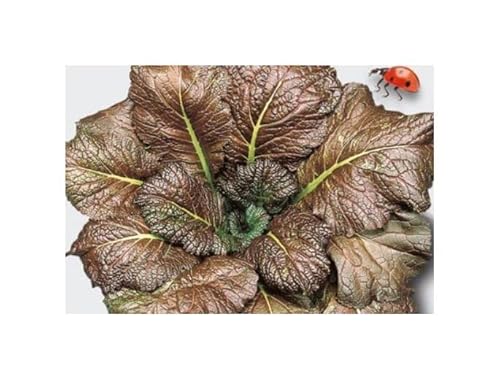 KS197 Seeds Plants Shop Seed Bench Pullingen Patrik Ipsa 35 x Leaf Mustard Red Giant EKO Mustard Seeds Vegetable Garden Seeds KS197