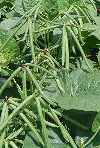 GREEN WORLD मूंग बीज | खेती या कृषि के लिए हरे ग्राम बीज (14 किलोग्राम बीज) : Amazon.in: बाग-बगीचा और आउटडोर