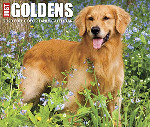 Just Goldens 2020 Box Calendar (Dog Breed Calendar)