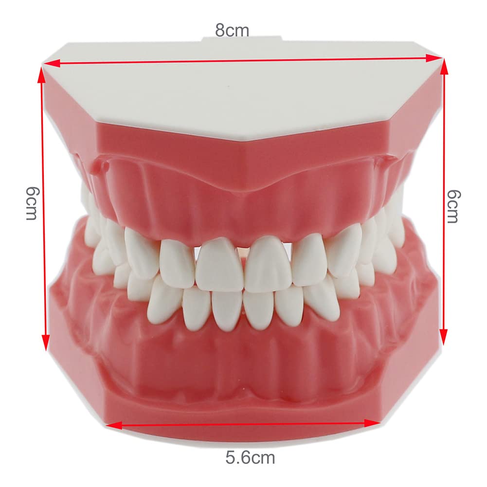 Dentysta, Model Dentystyczny, Model Dentystyczny, Demonstracyjny Model Zęba Do Nauki, 28 Zębów, Model Zębów Do Nauki, Demonstracyjny Model Zębów