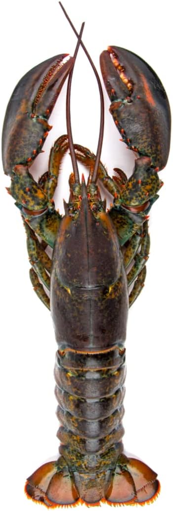 Whole Raw Lobster 600g – Premium Caribbean Lobster, Wild-Caught & Freshly Frozen for Maximum Freshness – Gourmet Seafood for Grilling, Steaming & Fine Dining