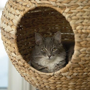 sphere scratch post cat tree