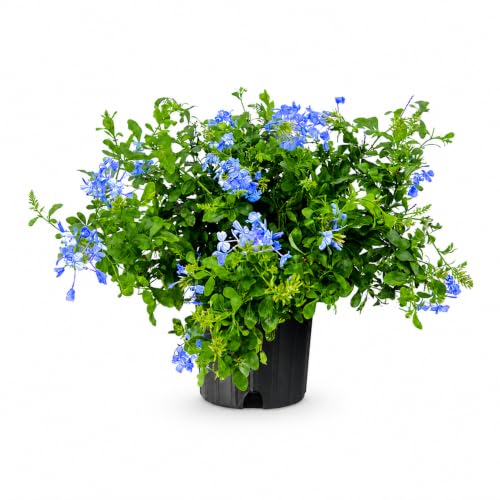 Florida Foliage Plumbago Imperial Blue 2 Extra Large Trade Plants