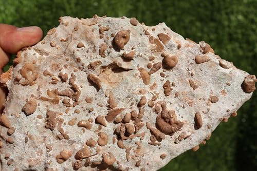 Image of Ammonites & Gastropods Plate Cretaceous Fossils Fossils from Morocco Fossil Rock ammonites Fossil from Morocco A107
