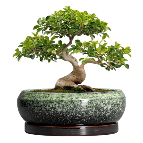 EPFamily Bonsaitöpfe aus Keramik, 30,5 cm, mit Ablauflöchern und Untersetzern, Grün