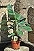 Produktbild Bananenpflanze,Fruchtbanane,Musa Dwarf,Zwergbanane,Pflanze mit ca.80cm Produktname