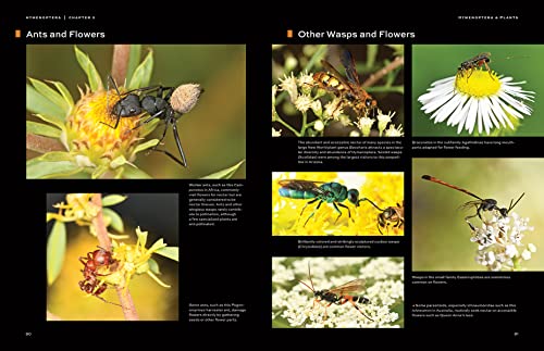 Hymenoptera: The Natural History and Diversity of Wasps, Bees and Ants - Image 3