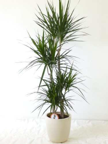 [Palmenlager] - Dracaena marginata 160 cm / 4er(!) Tuff // Drachenbaum Cover