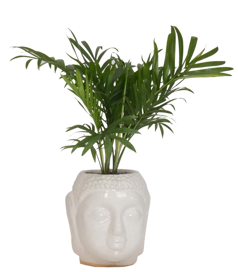 See full amazon price history chart for GUUCHUU Chamaedorea Mini Palm Indoor Live Plant In White Buddha Ceramic Pot indoor plant GUUCHUU Chamaedorea Mini Palm Indoor Live Plant In White Buddha Ceramic Pot indoor plant (B08JQQ3LRL) Amazon Price History, Amazon Price Tracker