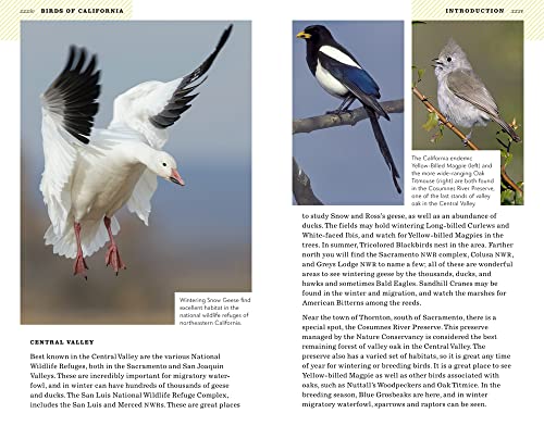 American Birding Association Field Guide to Birds of California (American Birding Association State Field) - Image 3