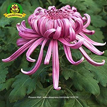 Graines de chrysanthème de plante de maman chinoise Graines de fleurs vivaces rares Plantes de bonsaï d'intérieur pour la maison et le jardin Couleur mixte Paquet de 500 graines
