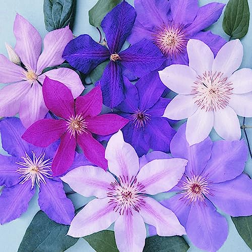 Clematis Pflanzen von Gardenersdream – Regenbogen Kletterpflanzen im Topf