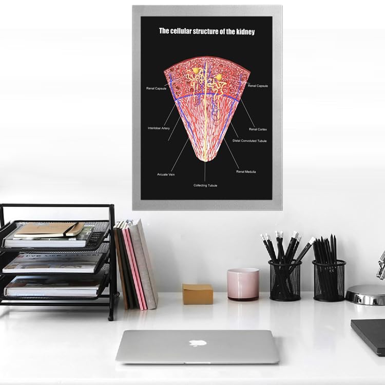 Image of Taanfu Body Educational Learning Anatomy Posters ，cellular structure Art Kidney Villi Anatomy Art Poster Digestive System Organs Illustration Small Intestine Physiology Anatomy Wall Art Villi