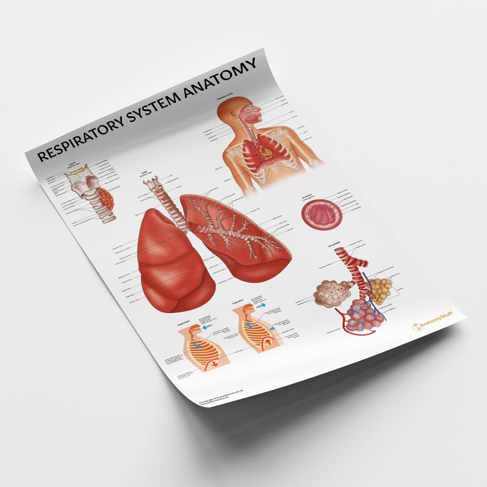 Atmungssystem Anatomie Diagramm Poster 45x60 cm 18x24 Zoll Genaue und umfassende anatomische Illustration Pädagogisch Klassenzimmer