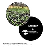 BAMBUA B07GYTF1F4 lato 4