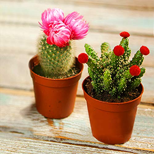 Mini Cactus Rare Gift House Office Indoor Plant Pot Mix Cacti Succulent 2 Packs