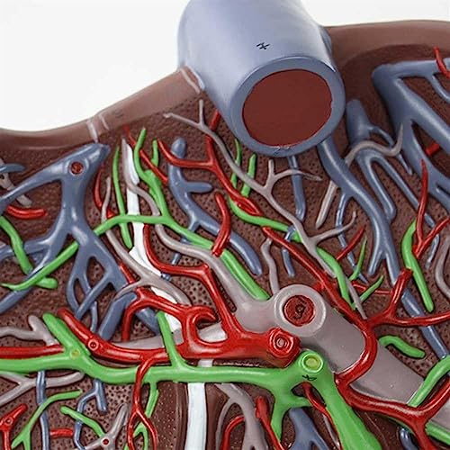 Modèle anatomique du foie humain avec base et repères numériques - 8