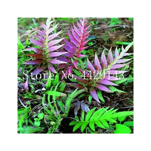 freschi 100pcs semi della pianta di felce per piantare Viola