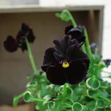 Pansy Seeds, Rock Garden, Crevice Planting, Slope Coverage, Ornamental Ground Cover 200pcs