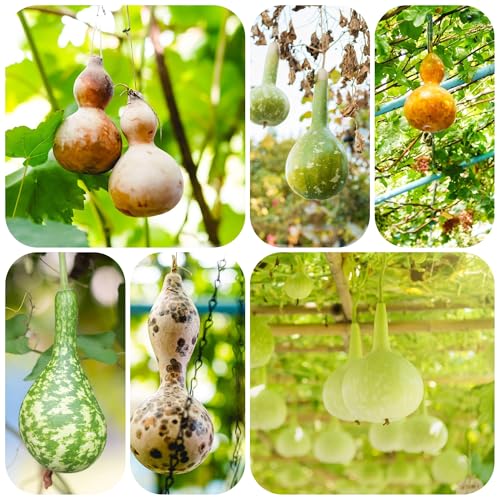 semillas de calabaza de botella - silvestres interior resistentes 350pcs