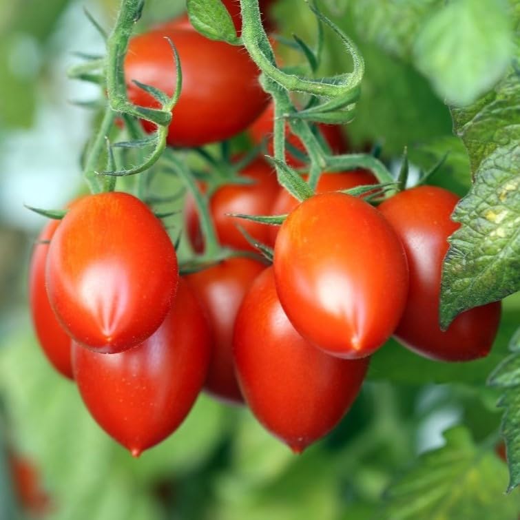 PREMIER SEEDS DIRECT - Tomato Seeds - Roma VF - Organic (1000 Seeds)