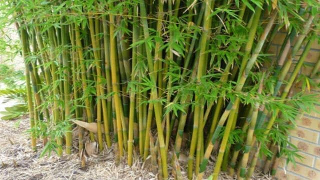 NATURE GARDEN Delhi Nursery Plants Organic Bans Live Plant in Black Plastic Pot Lucky Green Bamboo Stems Hardy Indoor Outdoor Decorative Ornamental Plant for Home Garden Vastu Decor-image-21