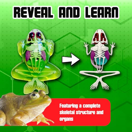 Image of Top Secret Toys Dissect-It Mini Labs Frog Dissection Kit for Kids, Realistic Synthetic Kids Science Kit - On, Biology and Animal Anatomy, STEM Toy, Ages 6+