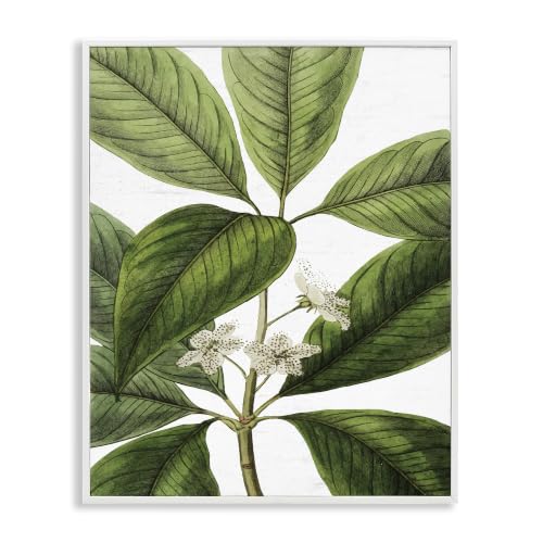 Stupell Industries Tristania Conferta Flower Large Leaf Vegetation Botanical Print, Design by Lettered and Lined Green 11 x 14