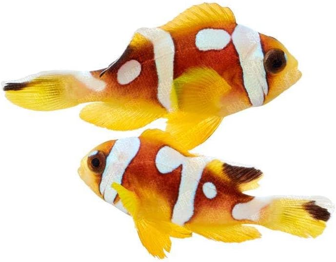 2-Pack Live Spotcinctus Clownfish, Captive Bred Saltwater Aquarium Fish, Reef-Safe Marine Species for Reef Tanks