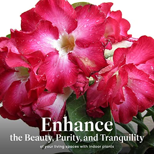 American Plant Exchange Desert Rose – Live 5-Inch Potted Flowering Succulent, Drought-Tolerant Bonsai-Style Plant for Indoor & Outdoor Gardens, Patios, and Home Décor