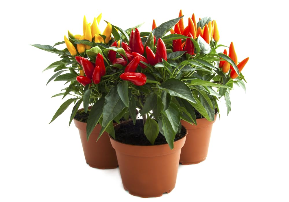 Chilli Plants, 6 x Plug Plant Pack, Chilli Plug Plugs, Chillies, Chilli, Pepper, Chili Pepper, Ready to Plant, Ready for Planting Now UK, Premium Quality Chillies