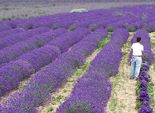 L+ Lavender 'Hidcote Blue' – 4 Live Plants in 4" Pots – Dark Purple Flowers – Fragrant, Pollinator-Friendly, Drought & Deer Resistant – Grown in Washington L+ Lavender 'Hidcote Blue' – 4 Live Plants in 4" Pots – Dark Purple Flowers – Fragrant, Pollinator-Friendly, Drought & Deer Resistant – Grown in Washington