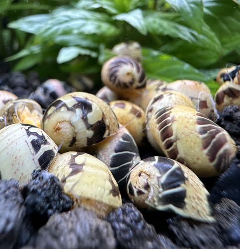 AquaticMotiv Pumpkin Bumblebee Nerite Snail x3 *Rare* Live Freshwater Snail