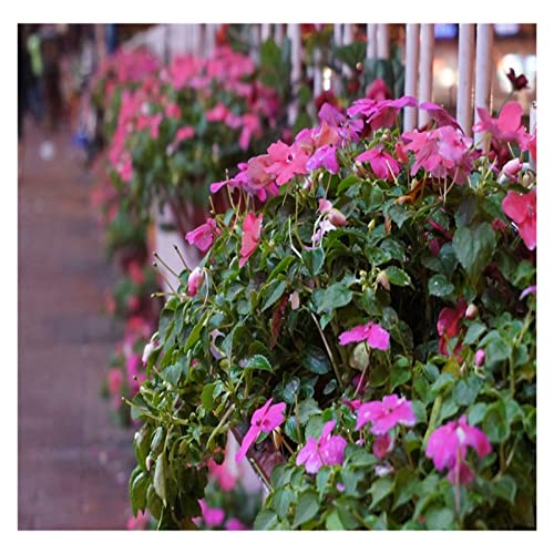Image of Camera NEX-3N Mirrorless Digital Camera 16.1 MP Exmor APS-C Sensor Full HD Movie Shooting Digital Camera (Color : B)