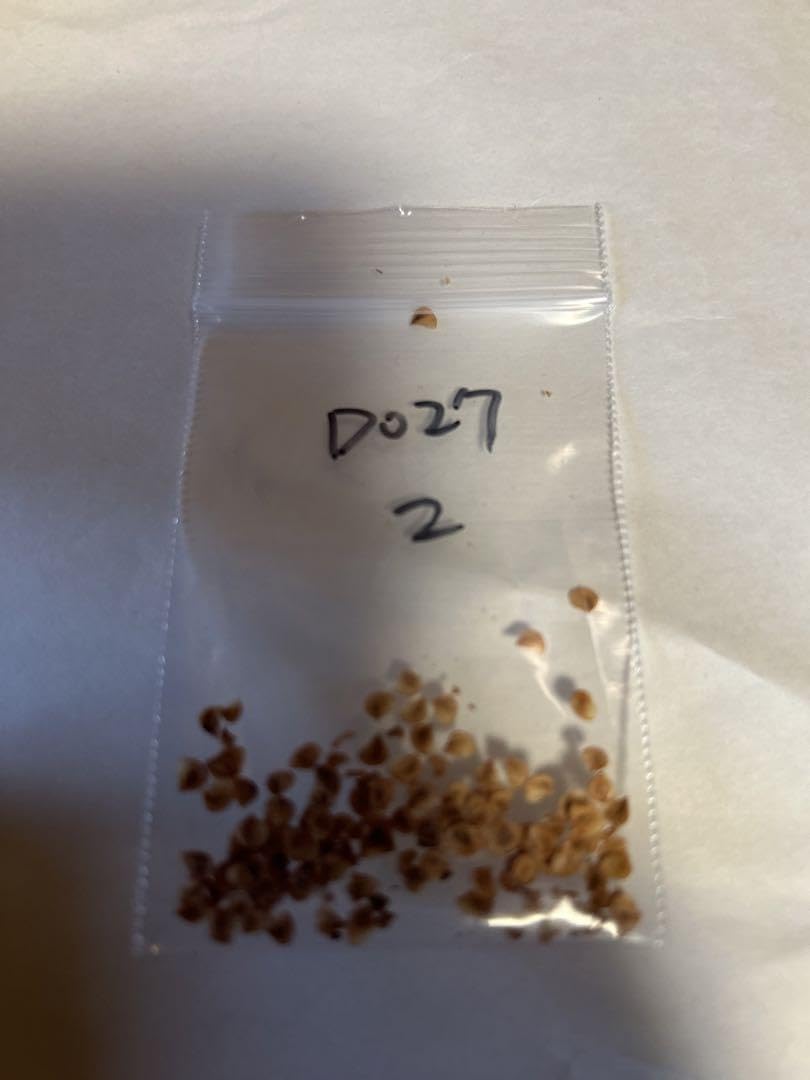 Amazon.co.jp: 3袋 種子 ディッキア Dyckia  