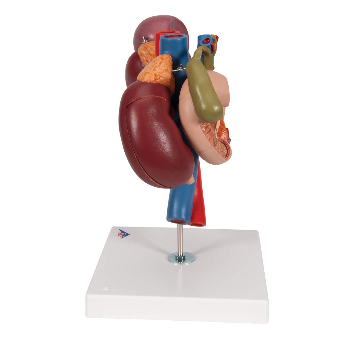3B Scientific K22/3 Modelo de anatomía humana Riñones Con Órganos Posteriores del Abdomen Superior, de 3 Piezas + App de anatomía gratuita - 3B Smart Anatomy