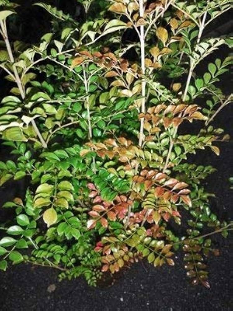 【セット割‼️高さ90㎝前後❗️】シマトネリコ 株立ち 10本立ち以上　2本セット セット割‼️高さ90㎝前後❗️】シマトネリコ 株立ち 10本立ち以上