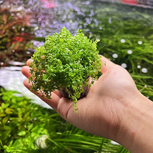 Substratesource Micranthemum Monte Carlo Live Aquarium Plant For Freshwater Planted Fish Tanks - Aquatic Potted Plants (1 Pot) #TOP3