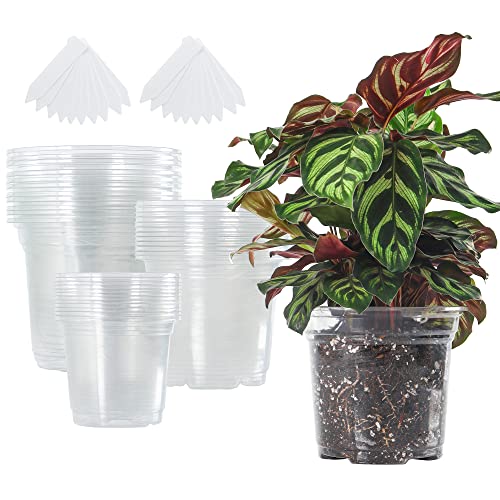 5 of the Best Clear Plant Pots with Drainage for Healthy Houseplants